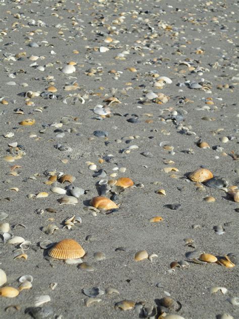 Gambar Pantai Pasir Batu Lautan Daun Tapak Aspal Kerikil