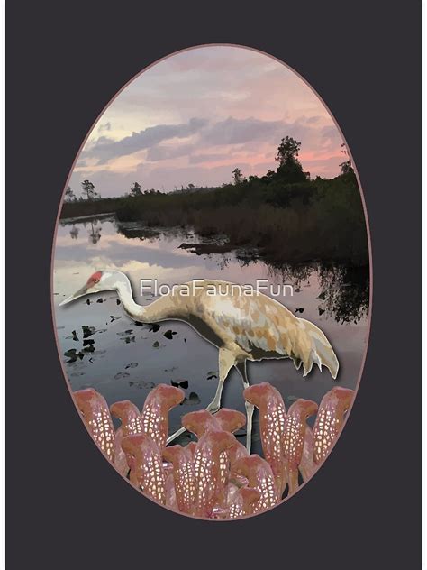 Flora Fauna Travel Series Okefenokee National Wildlife Refuge Ga