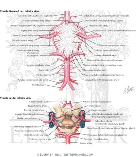 Cerebral Arterial Circle Willis Circle Of Willis Schematic Of The