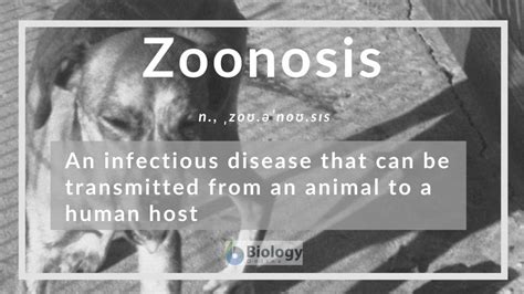 Zoonosis Definition and Examples - Biology Online Dictionary