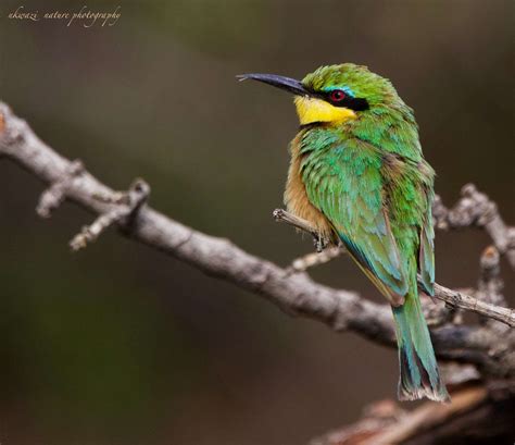 Bay County Audubon Societys Nature Connection Program