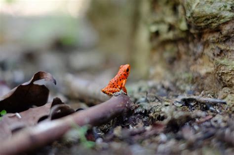 Portugal tem 540 espécies ameaçadas na Lista Vermelha da UICN Wilder