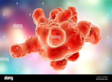 Parasitic Amoeba Entamoeba Histolytica Causes Amoebic Dysentery