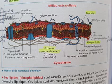 Une Structure Complexe La Cellule Vivante Cartes Quizlet