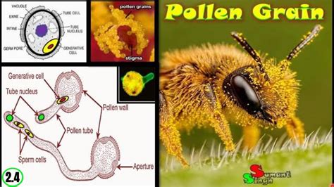 Structure Of Pollen Grain Sexual Reproduction In Flowering Plants Ncert Neet Youtube