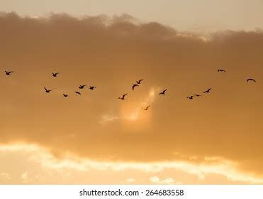 Flock Birds Sunset Stock Photo 1316989643 | Shutterstock