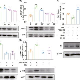 Pi K Akt And Erk Pathways Are Activated Upon Pdgfbb Treatment In