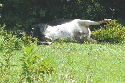 Mueren más de 150 vacas lecheras por intoxicación Ganaderia en Bolivia