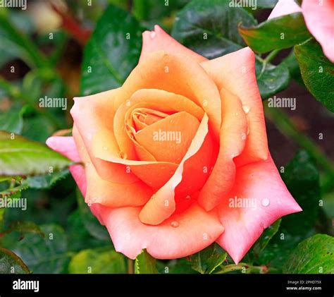 Love You Rose Hi Res Stock Photography And Images Alamy