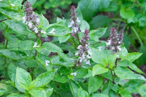 Yummy Basil Recipes To Try Today Telugu People Hub Padhyavani