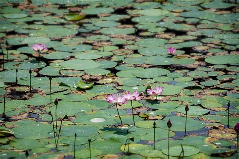 Lotus Flower, Nelumbo nucifera, on a pond of Botanical Garden Dhaka 6347834 Stock Photo at Vecteezy