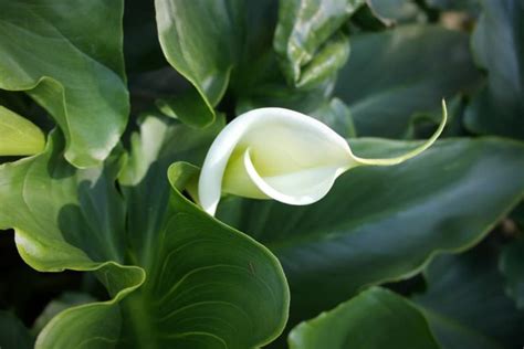 20 Gorgeous Arum Lily Varieties | Horticulture.co.uk