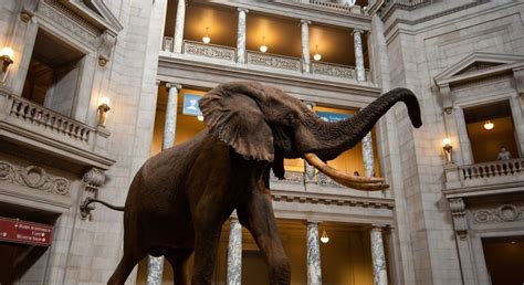 Smithsonian National Museum Of Natural History In App Audio Tour