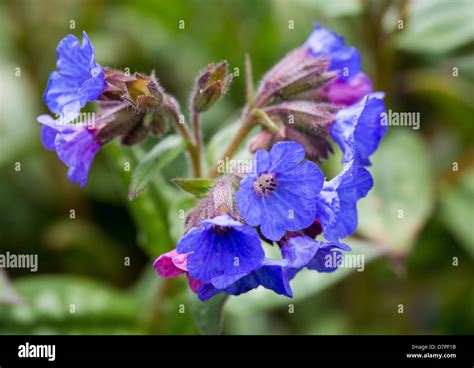 Lungwort Hi Res Stock Photography And Images Alamy
