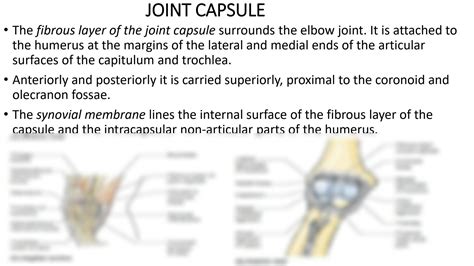 Solution Medical Gross Anatomy The Elbow Joint Proximal And Distal