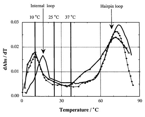 The First Derivative Curves Of Melting Of Raggccgagagccu Z Download Scientific Diagram