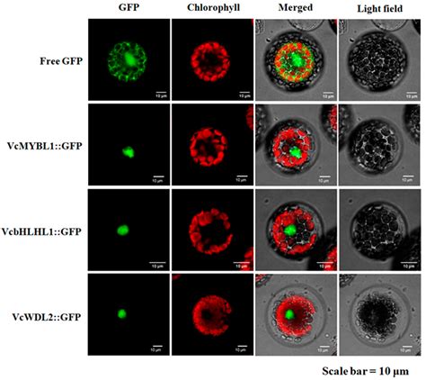 Genes Free Full Text Identification And Characterization Of MYB