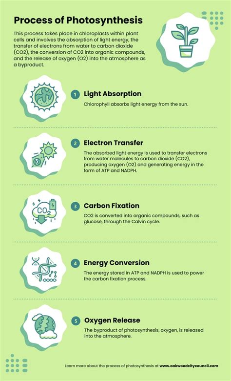 Photosynthesis Process Biology Infographic Template - Venngage