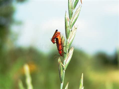 Two Red Worms On An Ear Of Grain Stock Image Image Of Wing Arthropod
