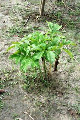 Elephant foot yam - World Crops Database - Vegetables