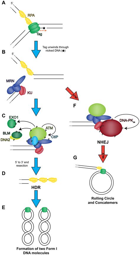 Model Of The Role Of Dna Double Strand Break Repair During Sv Dna