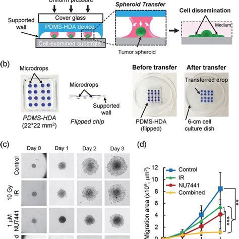 Three Dimensional Cell Invasion Assay A Design Concept Of The 3d Download Scientific Diagram