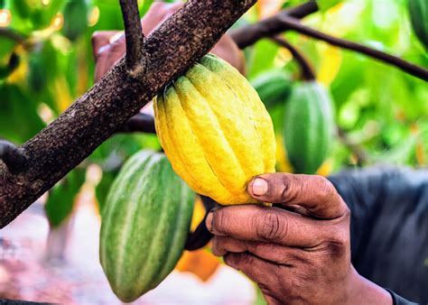 Cocoa production in Africa is under extreme climate pressure - Earth.com