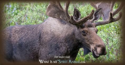 Moose Elk Symbolism And Meaning Elk Moose Spirit Totem And Power Animal