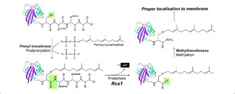 The Posttranslational Modification Of Proteins With A C Terminus Caax