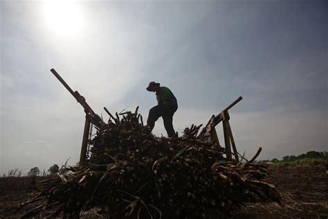 Severe Drought To Cut Thailands Sugar Output By Almost A Fifth Bloomberg