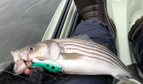 Top Five Spring Striper Lures • The Fish Wrap Writer, Rhode Island