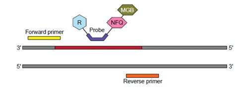 TaqMan MGB Probes - Rhenium