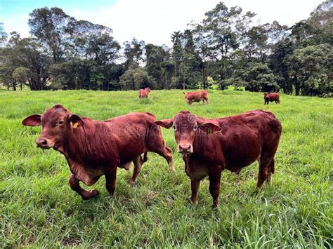 Large Group Of Australian Beef Cattle Eat Grass In A Farm Stock Image