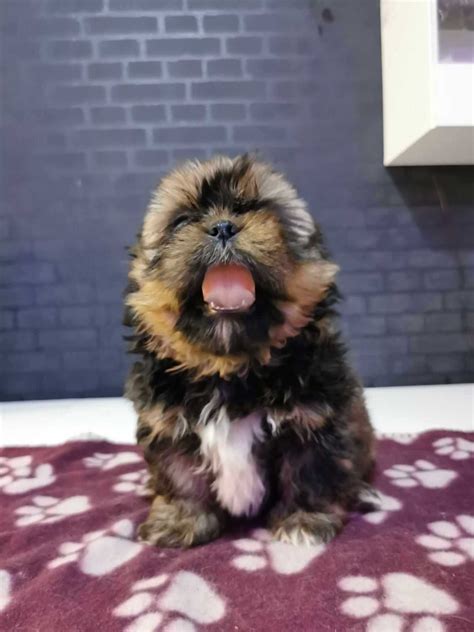 Szczeniak Shih Tzu Piesek S Awa Olx Pl