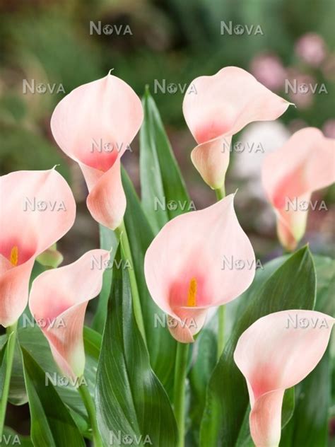 Zantedeschia Flamingo
