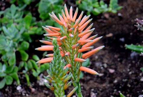 Aloe Distans Asphodelaceae Image At Phytoimages Siu Edu