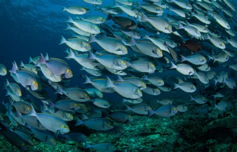 Aquatic Animals - WOAH – Europe
