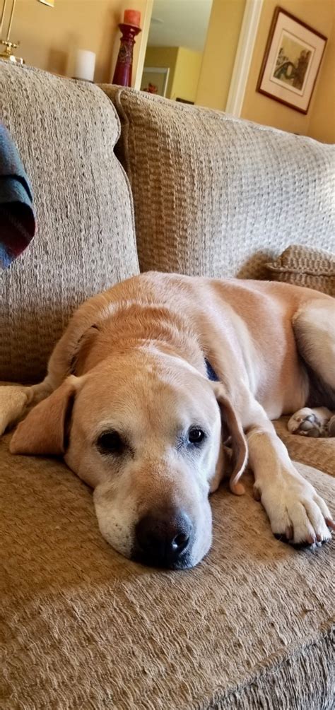 2018 Marley On The Couch Monterey Bay Lab Rescue