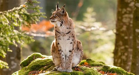 Eleven new biosphere reserves added to global list - The News Intel