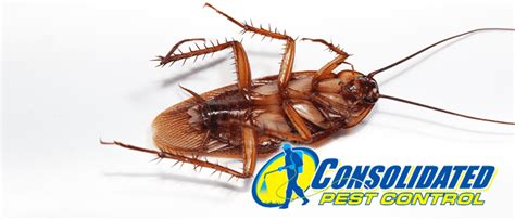 Do It Yourself Roach Killers - Welcome to Consolidated Pest Control