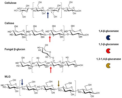 Plants Free Full Text Emerging Roles of β Glucanases in Plant