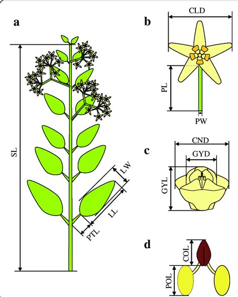 Schematic Diagrams Showing The Morphological Characteristics Measured Download Scientific