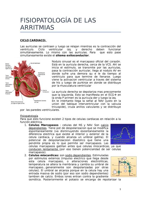 Fisiopatolog A Arritmias Y Tsv Fisiopatolog A De Las Arritmias Ciclo