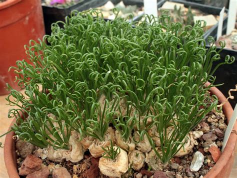 Albuca Spiralis Corkscrew Albuca World Of Succulents