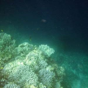 Snorkeling in Moalboal Cebu 🐢 Unlucky if you don't see a turtle