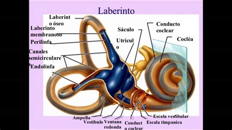 Sistema Vestibular E Equilibrio Retoedu