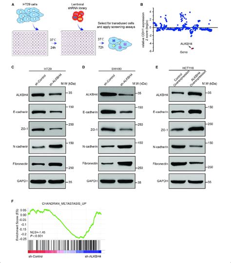 The Suppressive Role Of ALKBH4 During EMT In CRC Cells A Schematic