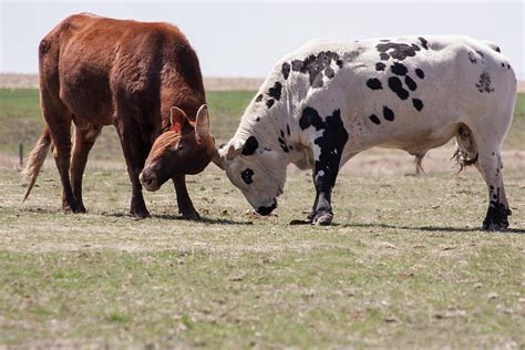 Two Brahma Bulls Bumping Heads Photograph by Piperanne Worcester - Fine Art America