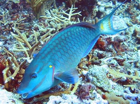 Stoplight Parrotfish Sparisoma Viride Grand Cayman Photo 1