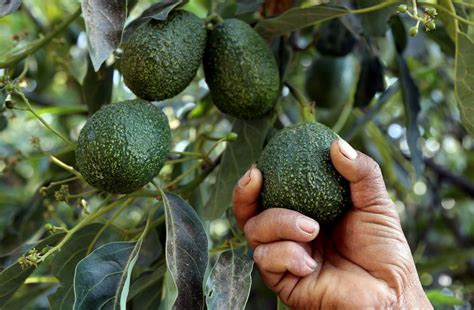 How To Farm Avocado In Kenya By Grekkon Ltd Call